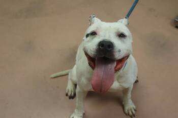 BETTY -  Mixed Breed Dog for Adoption in Columbia, South Carolina - BETTY | PetCurious