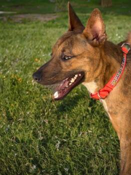Marlin -  Shepherd Dog for Adoption in Kingman, Arizona - Marlin | PetCurious