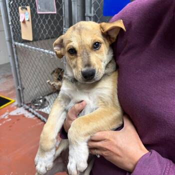 Mr. Potato Head -  Mixed Breed Dog for Adoption in Spokane, Washington - Mr. Potato Head | PetCurious