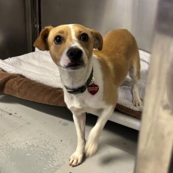 Jack Russell Terrier Dogs Available for Adoption in Phoenix, Arizona - Kush | PetCurious