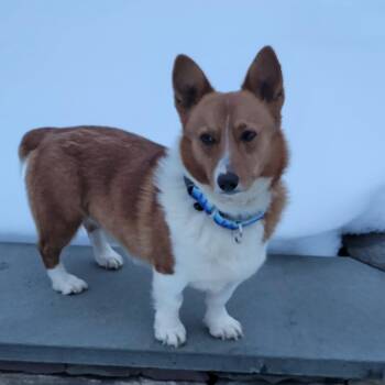 Pembroke Welsh Corgi Dogs Available for Adoption - Andy | PetCurious