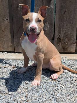 Mixed Breed Dogs Available for Adoption in Huntsville, Alabama - Nirvana | PetCurious