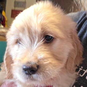 Golden Retriever and Poodle Dogs Available for Adoption in Goltry, Oklahoma - 3g Red | PetCurious