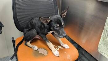 CHOMP -  Siberian Husky and Mixed Breed Dog for Adoption in Rowlett, Texas - CHOMP | PetCurious