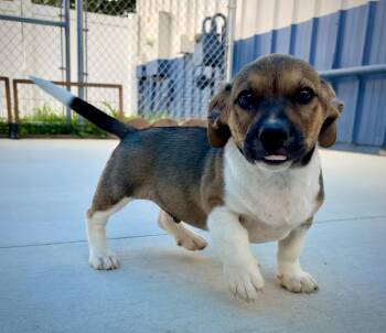 Boxi -  Corgi and Hound Dog for Adoption in Kalamazoo, Michigan - Boxi | PetCurious