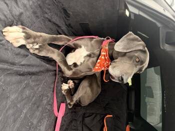 Rescue Great Dane Dogs for Adoption in Claremont, California - Babycakes | PetCurious