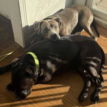 Pit Bull Terrier Dogs Available for Adoption - Chili Bean | PetCurious