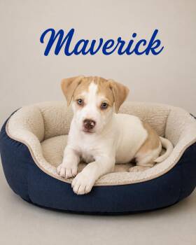 Maverick -  Labrador Retriever Dog for Adoption in Momence, Illinois - Maverick | PetCurious