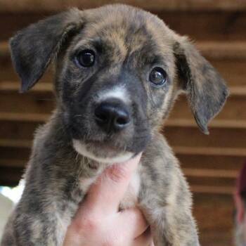 Wallen -  Mixed Breed Dog for Adoption in Valley, Alabama - Wallen | PetCurious