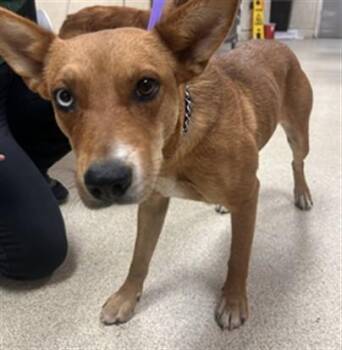 PANCAKE -  Australian Kelpie Dog for Adoption in Riverside, California - PANCAKE | PetCurious