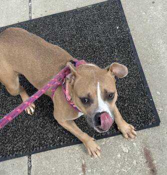 Chloe -  American Bully Dog for Adoption in Youngstown, Ohio - Chloe | PetCurious