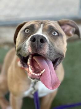 Rescue Pit Bull Terrier Dogs for Adoption in Eagle, Idaho - Root Beer Float **Courtesy Post. Out Of Town Pet. See Below For  | PetCurious