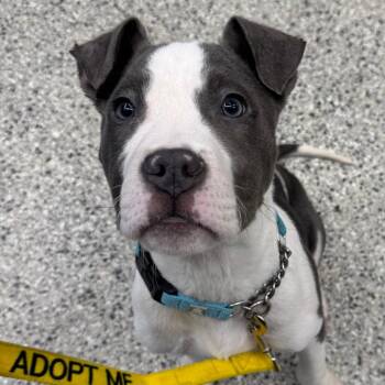 Pit Bull Terrier and Staffordshire Bull Terrier Dogs Available for Adoption - Cooper | PetCurious