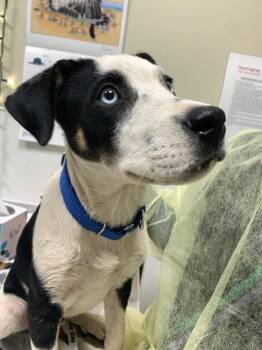 Mies -  Mixed Breed Dog for Adoption in Vancouver, Washington - Mies | PetCurious