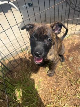 Penelope -  Labrador Retriever Dog for Adoption in San Diego, California - Penelope | PetCurious