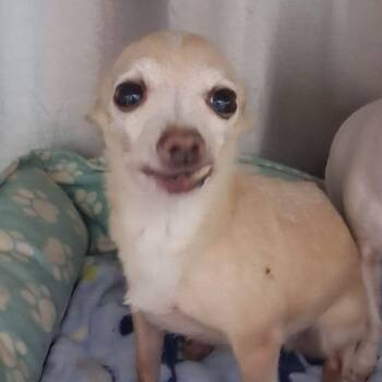 Betty -  Chihuahua Dog for Adoption in Kingman, Arizona - Betty | PetCurious
