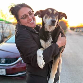 Rescue Shepherd and Mixed Breed Dogs for Adoption in Dallas, Texas - Sally3 | PetCurious