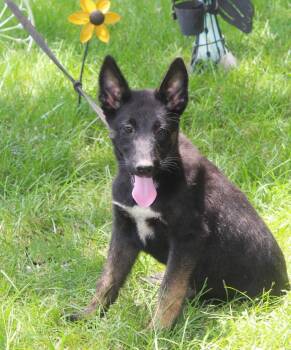 Jazz-12 wks-Spay Contract Required $425 -  German Shepherd Dog Dog for Adoption in Holly Hill, South Carolina - Jazz-12 Wks-Spay Contract Required $425 | PetCurious