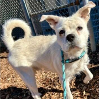 Rescue Terrier Dogs for Adoption in Eastford, Connecticut - CT Damien | PetCurious