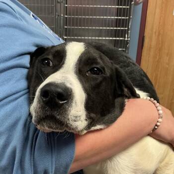 Great Pyrenees Dogs Available for Adoption in Saint Joseph, Missouri - George | PetCurious