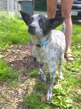 Stone -  Australian Cattle Dog Blue Heeler Dog for Adoption in Salamanca, New York - Stone | PetCurious