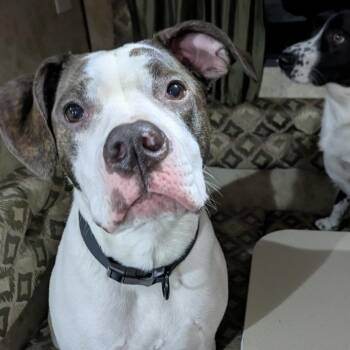 Emerald -  Mixed Breed Dog for Adoption in Washougal, Washington - Emerald | PetCurious