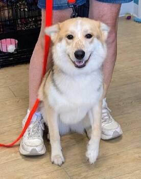 Mandy -  Australian Shepherd and Husky Dog for Adoption in Scottsburg, Indiana - Mandy | PetCurious