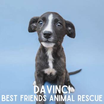 da Vinci -  Pit Bull Terrier and Shepherd Dog Available for Adoption in Wasilla, Alaska - Da Vinci | PetCurious
