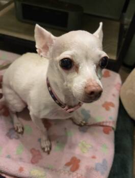 Rescue Chihuahua Dogs for Adoption in Bella Vista, Arkansas - Jasmine | PetCurious