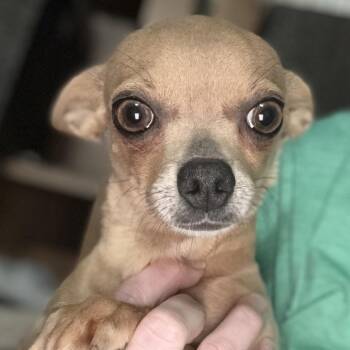 Trixie -  Chihuahua Dog for Adoption in Hudson, Illinois - Trixie | PetCurious