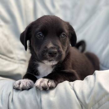 Chess Pup - Knight -  Wire Fox Terrier and Shepherd Dog for Adoption in San Diego, California - Chess Pup - Knight | PetCurious