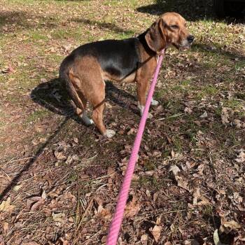 Rescue Beagle Dogs for Adoption in Valley, Alabama - Benji | PetCurious