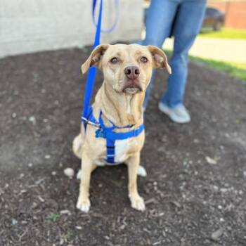 MARILYN -  Pit Bull Terrier and Mixed Breed Dog for Adoption in Boston, Massachusetts - MARILYN | PetCurious