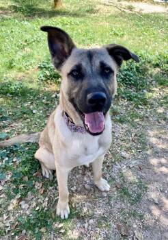 Louie -  German Shepherd Dog Dog for Adoption in Phoenix, Arizona - Louie | PetCurious