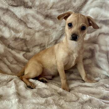 Grogu -  Chiweenie Dog for Adoption in Pelham, New Hampshire - Grogu | PetCurious