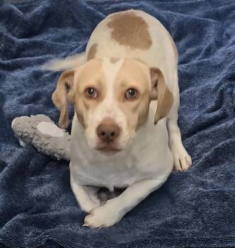 Rescue Beagle Dogs for Adoption in Orange, Virginia - Gretchen | PetCurious