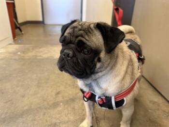 ROCCO -  Pug Dog Available for Adoption in Ontario, California - ROCCO | PetCurious