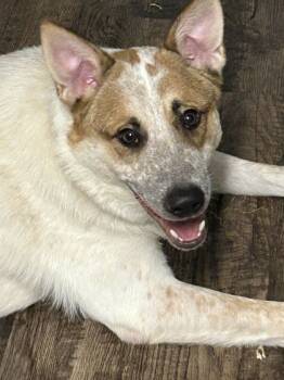 Rescue Cattle Dog and Mixed Breed Dogs for Adoption in Carrollton, Texas - Butterscotch | PetCurious