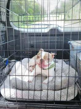 Coco Puff _ 5020 FL -  Boston Terrier Dog for Adoption in Maryville, Tennessee - Coco Puff _ 5020 FL | PetCurious
