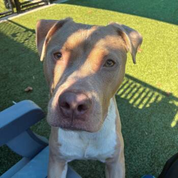 Romeo -  Pit Bull Terrier Dog for Adoption in Greensboro, North Carolina - Romeo | PetCurious