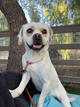 Rescue Puggle Dogs for Adoption in West Hollywood, California - Harvey | PetCurious