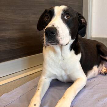Zucchini -  Hound and Terrier Dog for Adoption in Chicago, Illinois - Zucchini | PetCurious