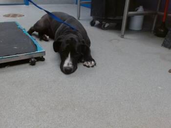 Labrador Retriever and Mixed Breed Dogs Available for Adoption in Albuquerque, New Mexico - SADIE | PetCurious