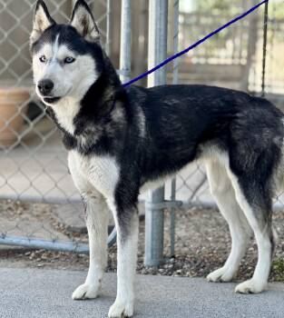 61100583 -  Husky Dog Available for Adoption in Elko, Nevada - 61100583 | PetCurious
