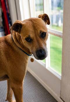 Willow Scooby Doo -  Shepherd and Mixed Breed Dog for Adoption in Saugus, Massachusetts - Willow Scooby Doo | PetCurious