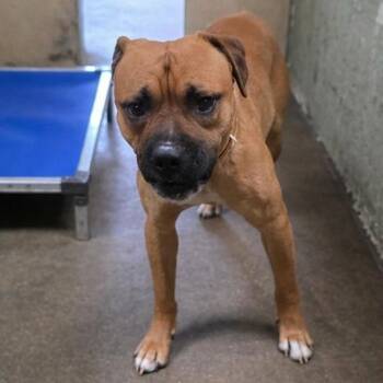 Lance -  Black Mouth Cur Dog for Adoption in Eureka Springs, Arkansas - Lance | PetCurious