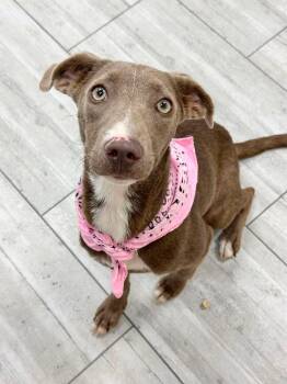 Goose -  Weimaraner Dog for Adoption in Olympia, Washington - Goose | PetCurious