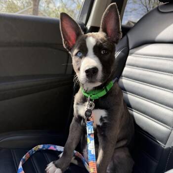 Pit Bull Terrier and Husky Dogs Available for Adoption in Fargo, North Dakota - Athena--In Foster | PetCurious
