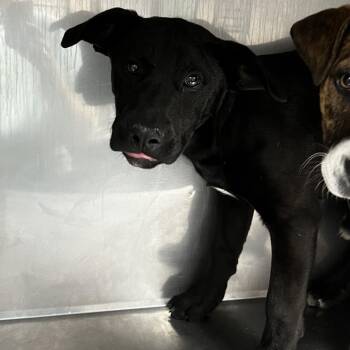 Black Labrador Retriever Dogs Available for Adoption - Starla | PetCurious