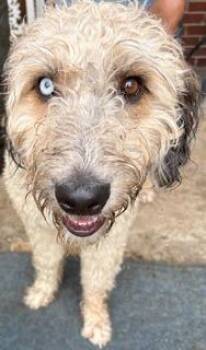 split -  Poodle and Golden Retriever Dog for Adoption in Lafayette, Tennessee - Split | PetCurious